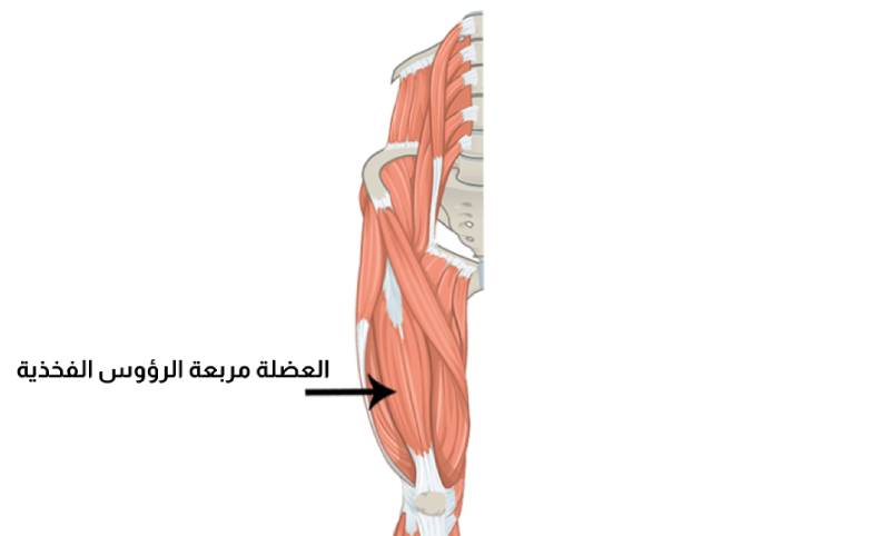 العضلة مربعة الرؤوس الفخذية